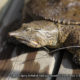 Turtles’ Lives are on the Line