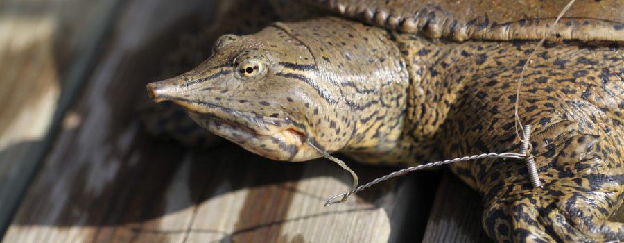 Picture of a female Spiny Softshell turtle that swallowed a fishing hook with fishing line hanging out of her mouth (image from Scott Gillingwater)