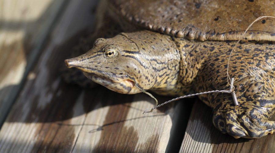 Picture of a female Spiny Softshell turtle that swallowed a fishing hook with fishing line hanging out of her mouth (image from Scott Gillingwater)