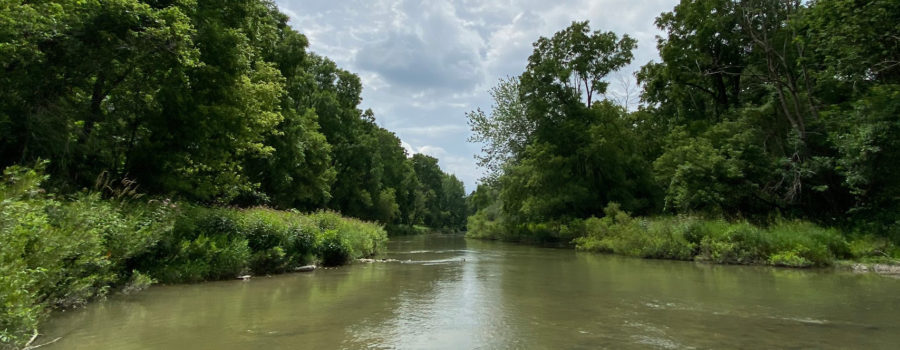 The Spectacular Sydenham Species at Risk Art Contest 2022