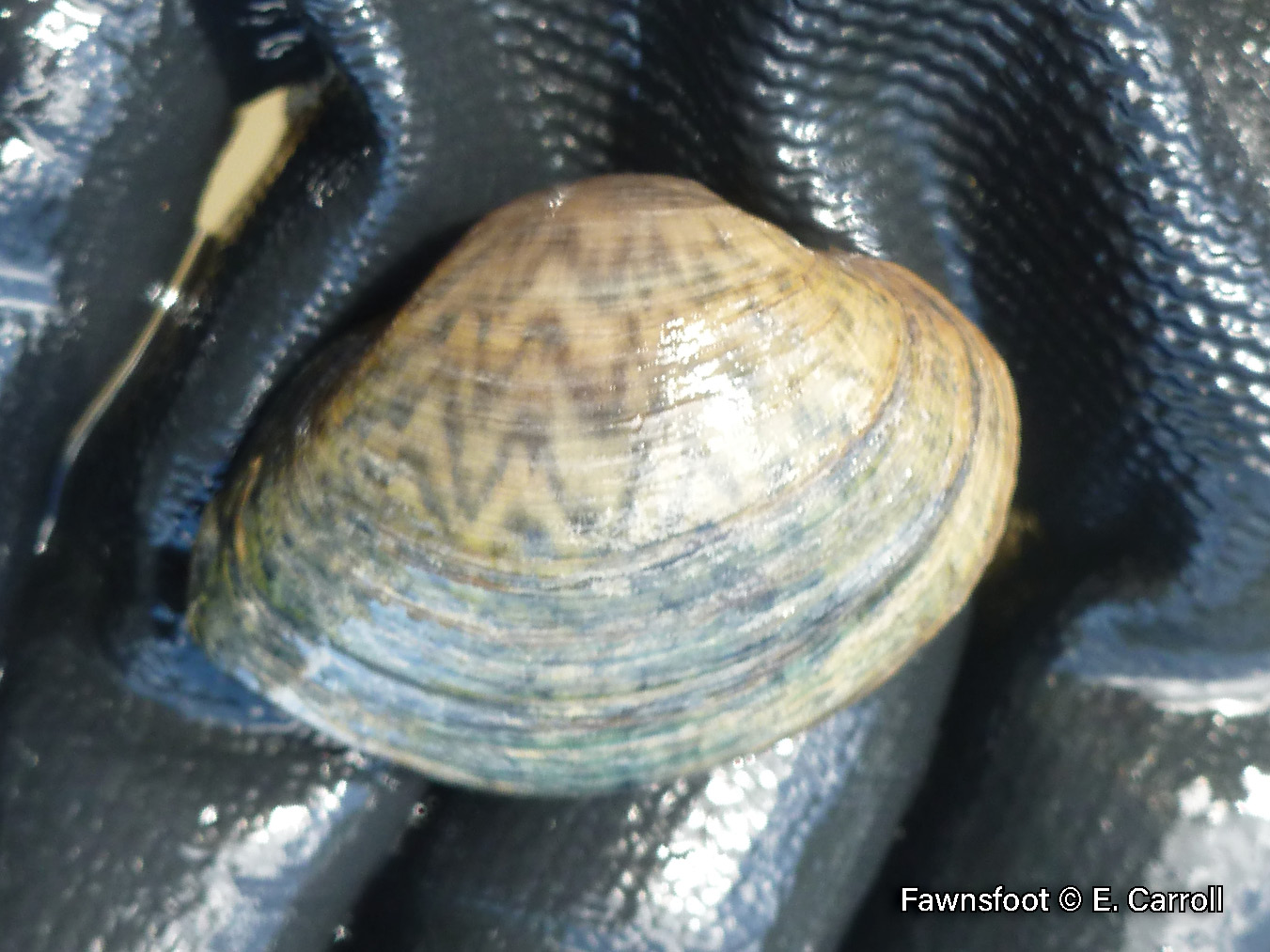 Picture of a Fawnsfoot mussel in a gloved hand, a small, light brown mussel with chevron markings