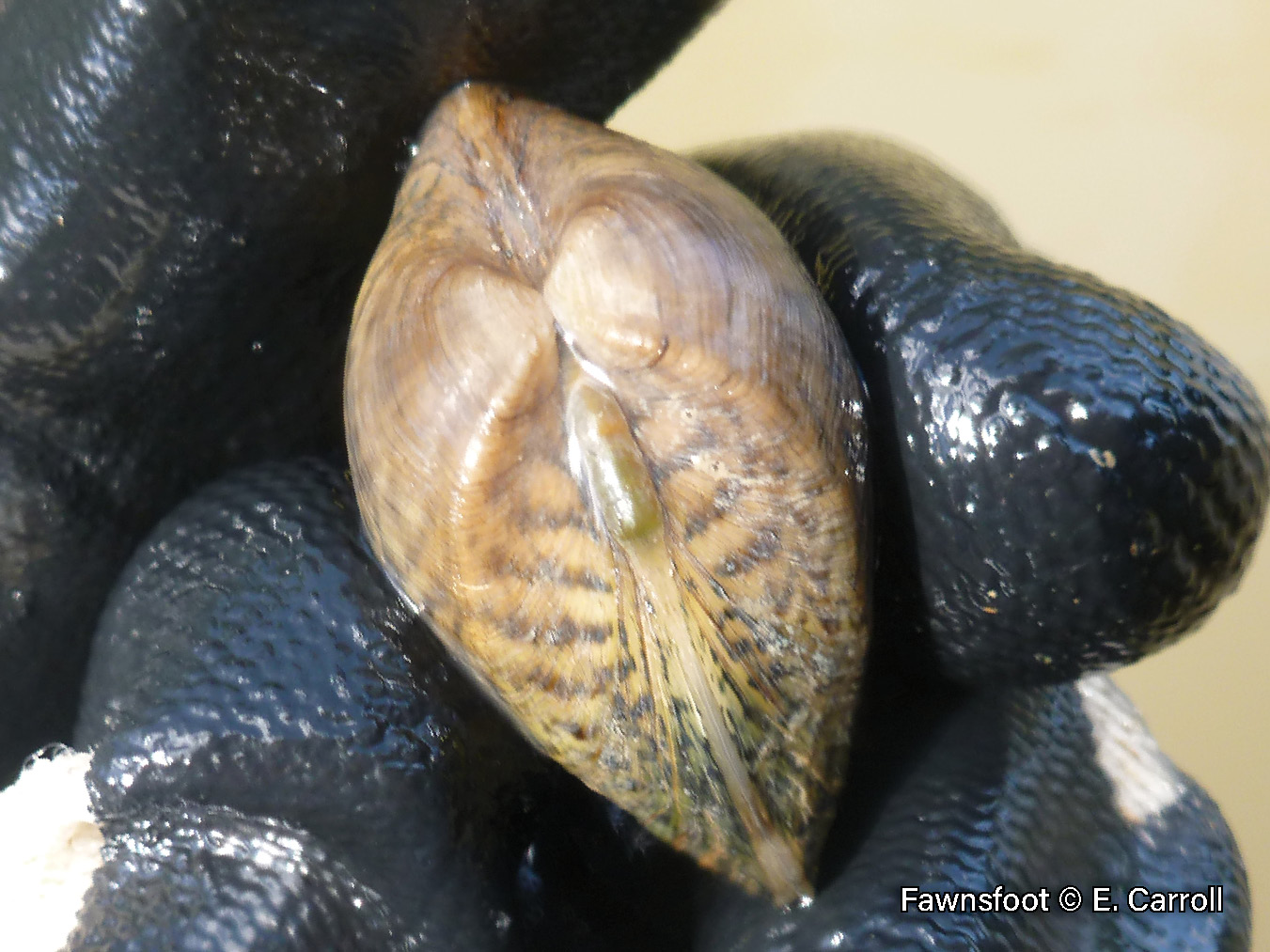 Picture of a Fawnsfoot mussel beak and posterior ridge