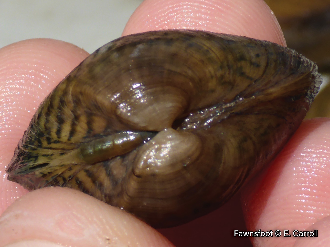 Picture of a Fawnsfoot mussel beak, with faint double-looped bars