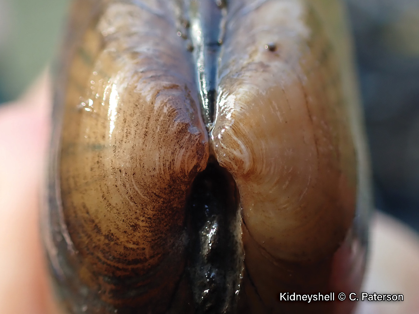 Picture of a kidneyshell mussel beak, that has indistinct wavy ridges