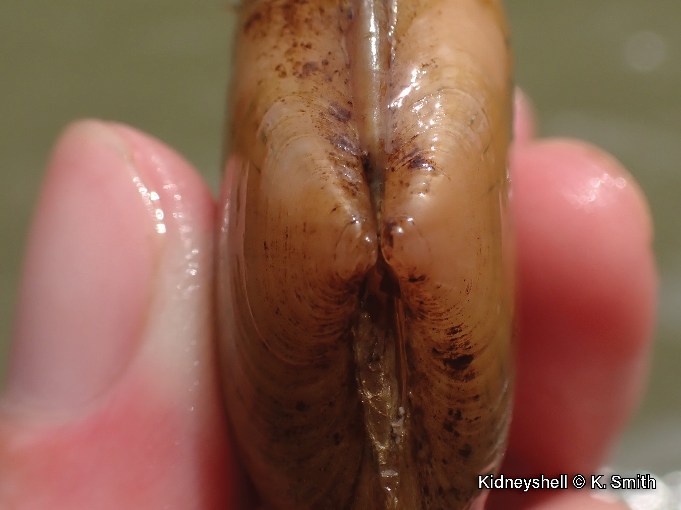 Picture of a kidneyshell mussel beak, that has indistinct wavy ridges