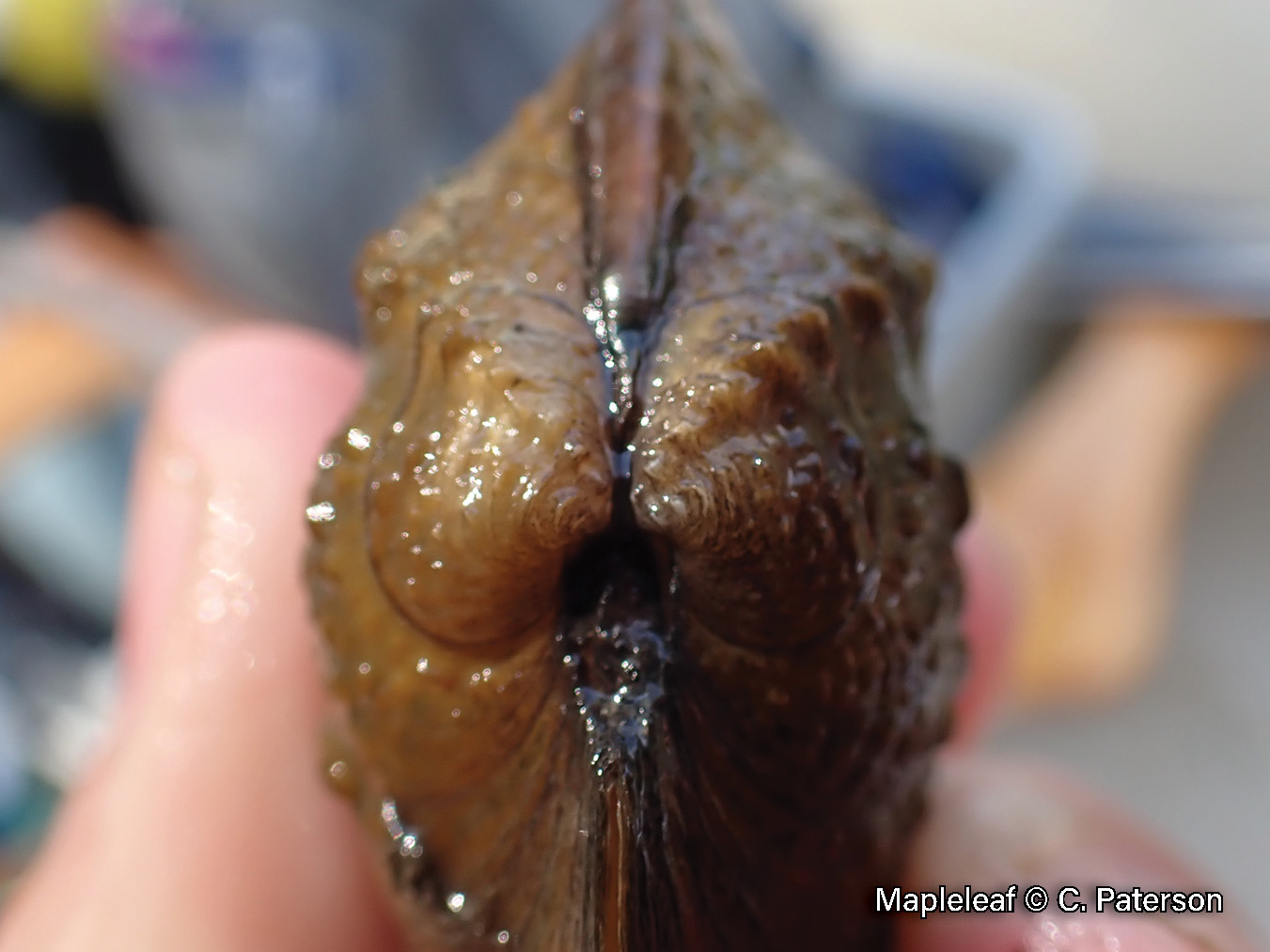 Picture of the beak of a mapleleaf mussel in a hand, an orangish-brown medium-sized mussel that has two rows of crowded nodules on its beak