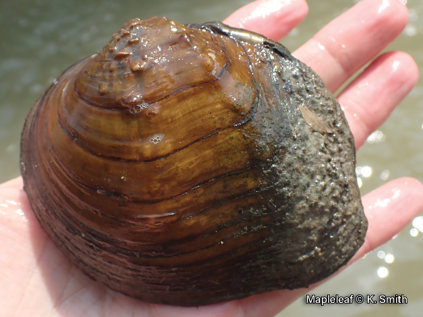 Picture of a mapleleaf mussel in a hand, an orangish-brown medium-sized mussel that has a wide, shallow indent between two rows of nodules