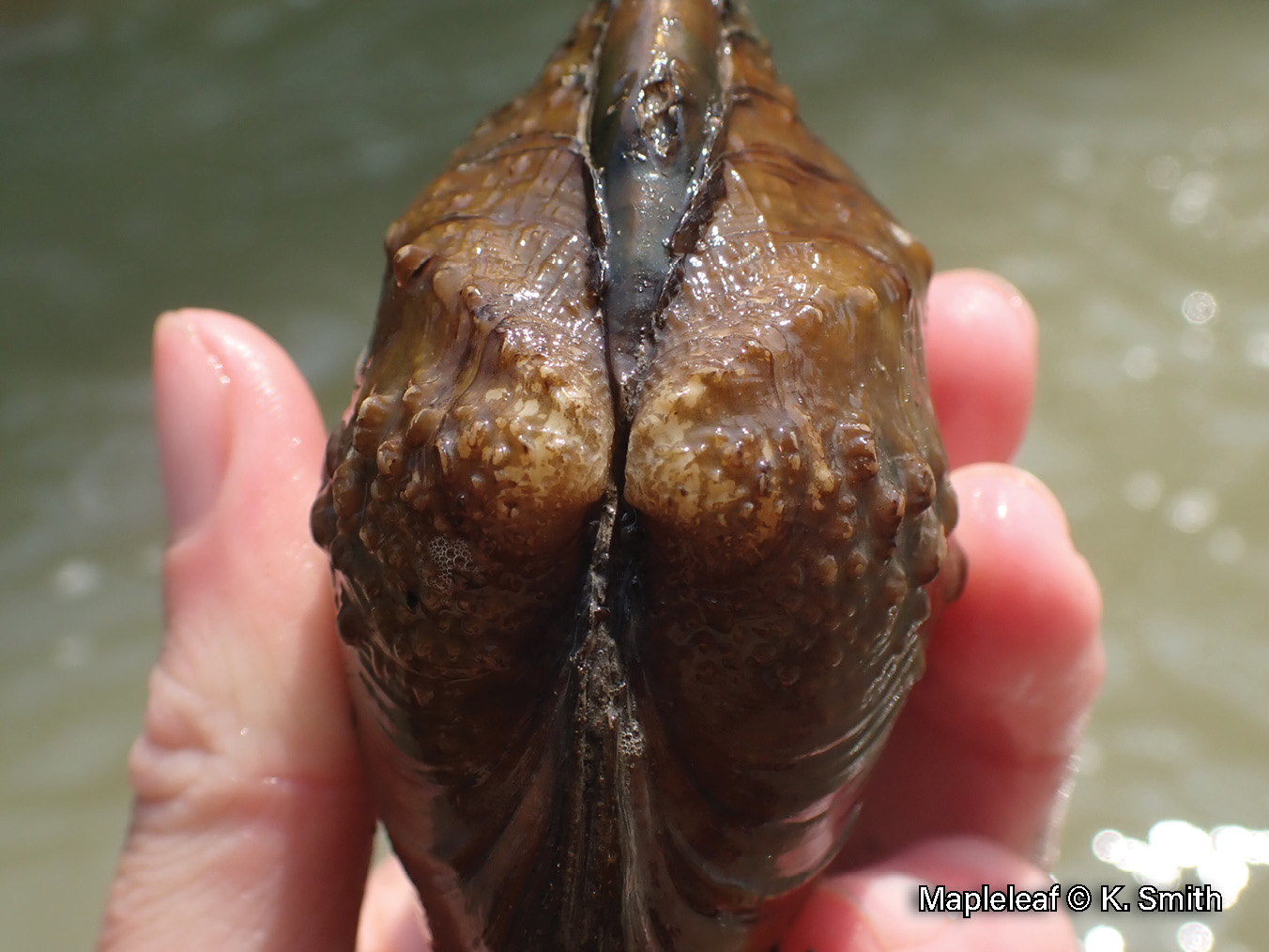 Picture of the beak of a mapleleaf mussel in a hand, an orangish-brown medium-sized mussel that has two rows of crowded nodules on its beak