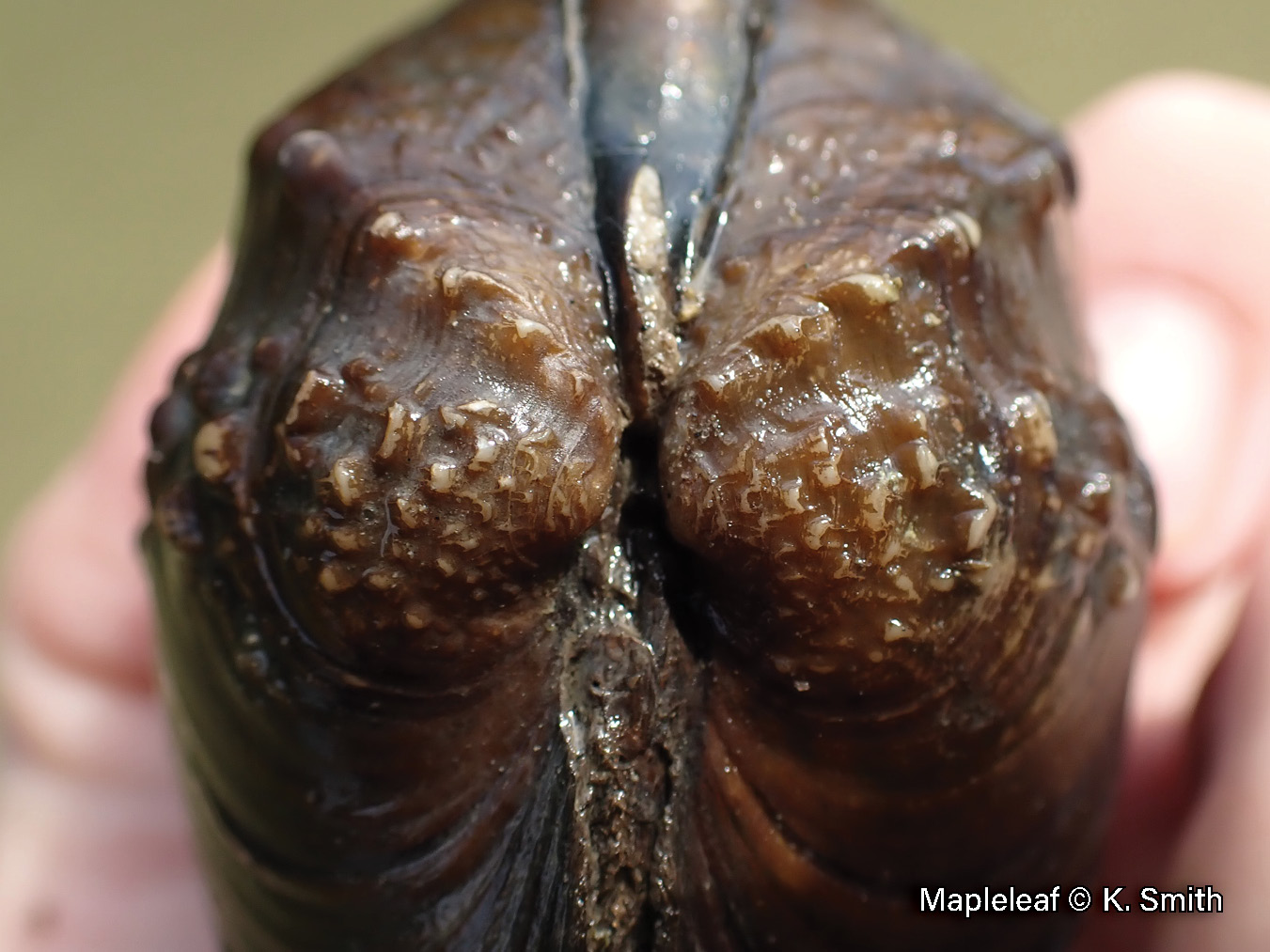 Picture of the beak of a mapleleaf mussel in a hand, an orangish-brown medium-sized mussel that has two rows of crowded nodules on its beak