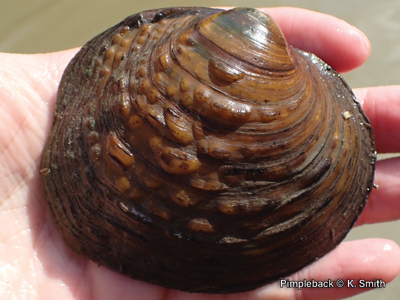 Picture of a Pimpleback mussel in a hand, a brown, medium-sized mussel that is irregularly covered in bumps with a broad green ray on its beak