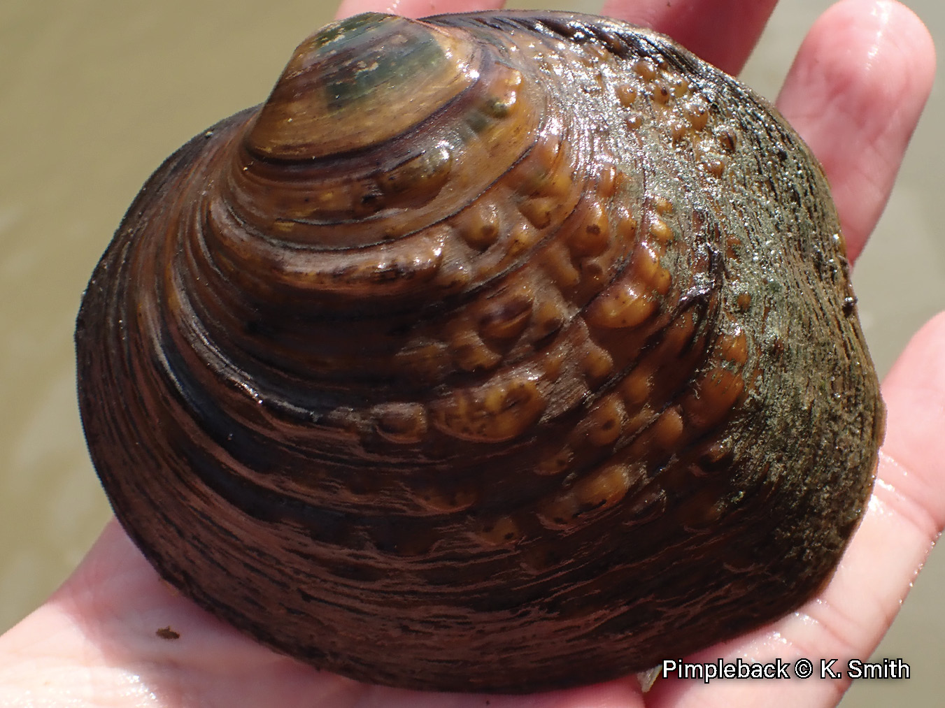 Picture of a Pimpleback mussel in a hand, a brown, medium-sized mussel that is irregularly covered in bumps with a broad green ray on its beak
