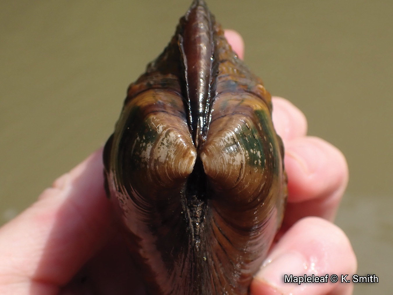 Picture of the beak of a Pimpleback mussel in a hand, a brown, medium-sized mussel that has indistinct ridges and a broad green ray on its beak