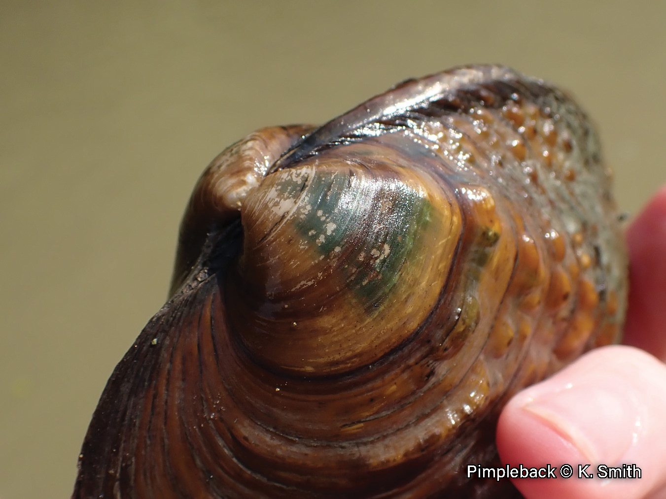 Picture of the beak of a Pimpleback mussel in a hand, a brown, medium-sized mussel that has indistinct ridges and a broad green ray on its beak