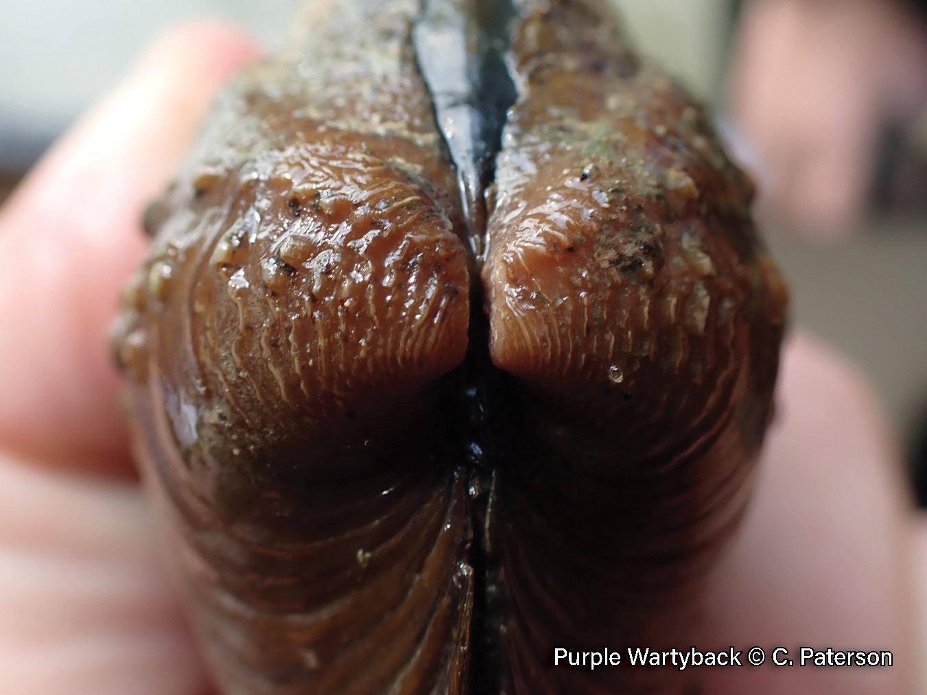 Picture of the beak structure of a purple wartyback mussel in a hand, a rich brown, medium-sized mussel that is covered in bumps. Its beak is covered in a series of fine zigzag ridges.