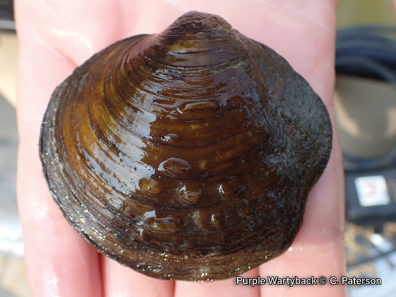 Picture of a young Purple Wartyback mussel in a hand, a rich reddish-brown, medium-sized mussel that is covered in bumps