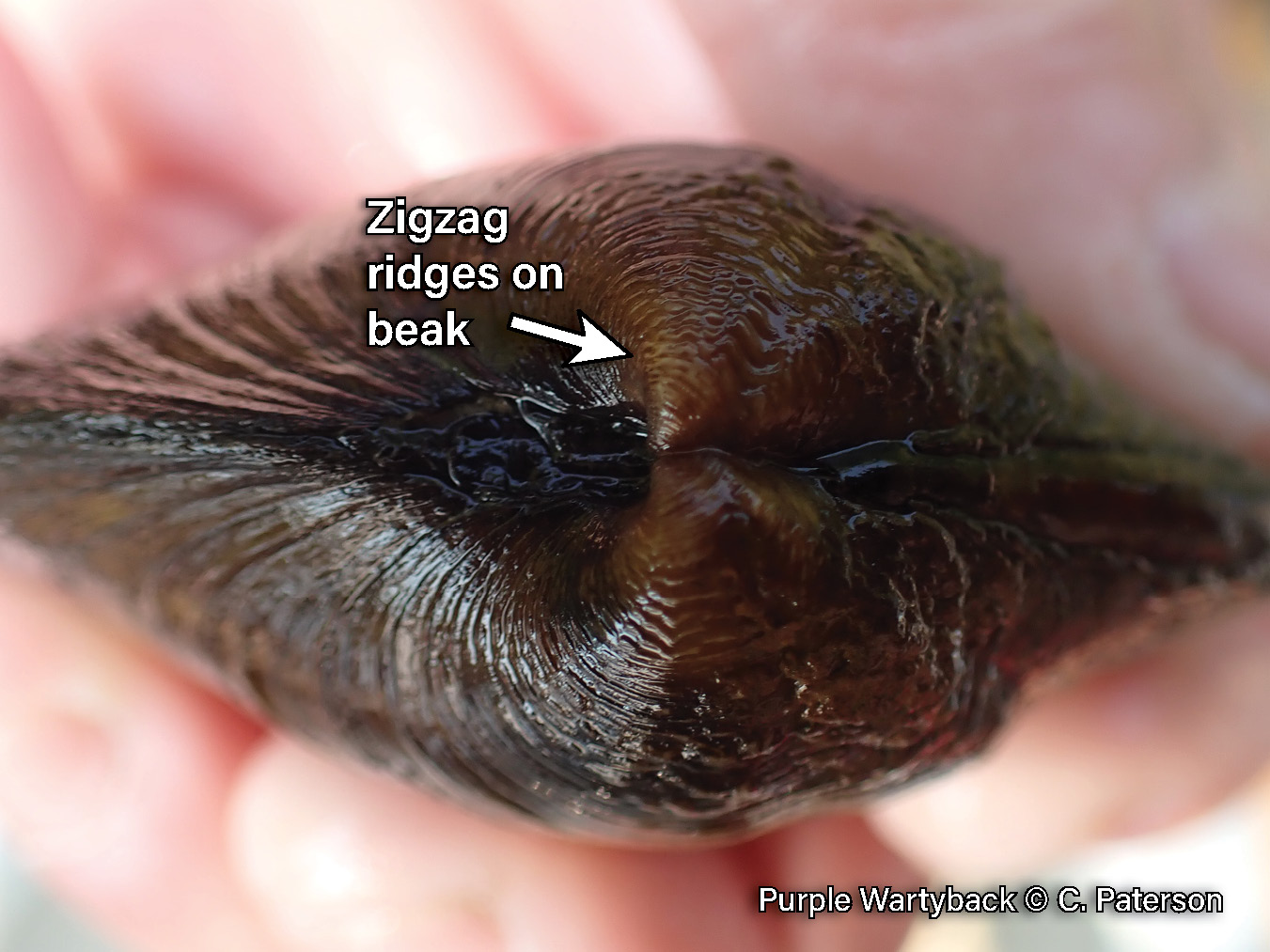 Picture of the beak structure of a purple wartyback mussel in a hand, a rich reddish-brown, medium-sized mussel that is covered in bumps. Its beak is covered in a series of fine zigzag ridges.