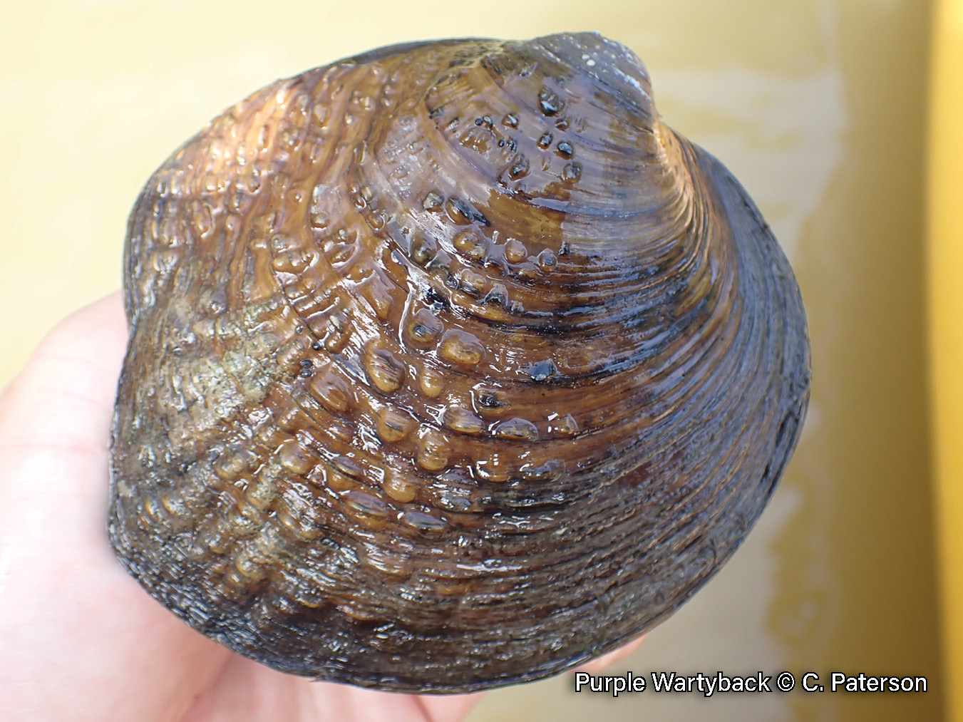 Picture of a Purple Wartyback mussel in a hand, a rich reddish-brown, medium-sized mussel that is covered in bumps
