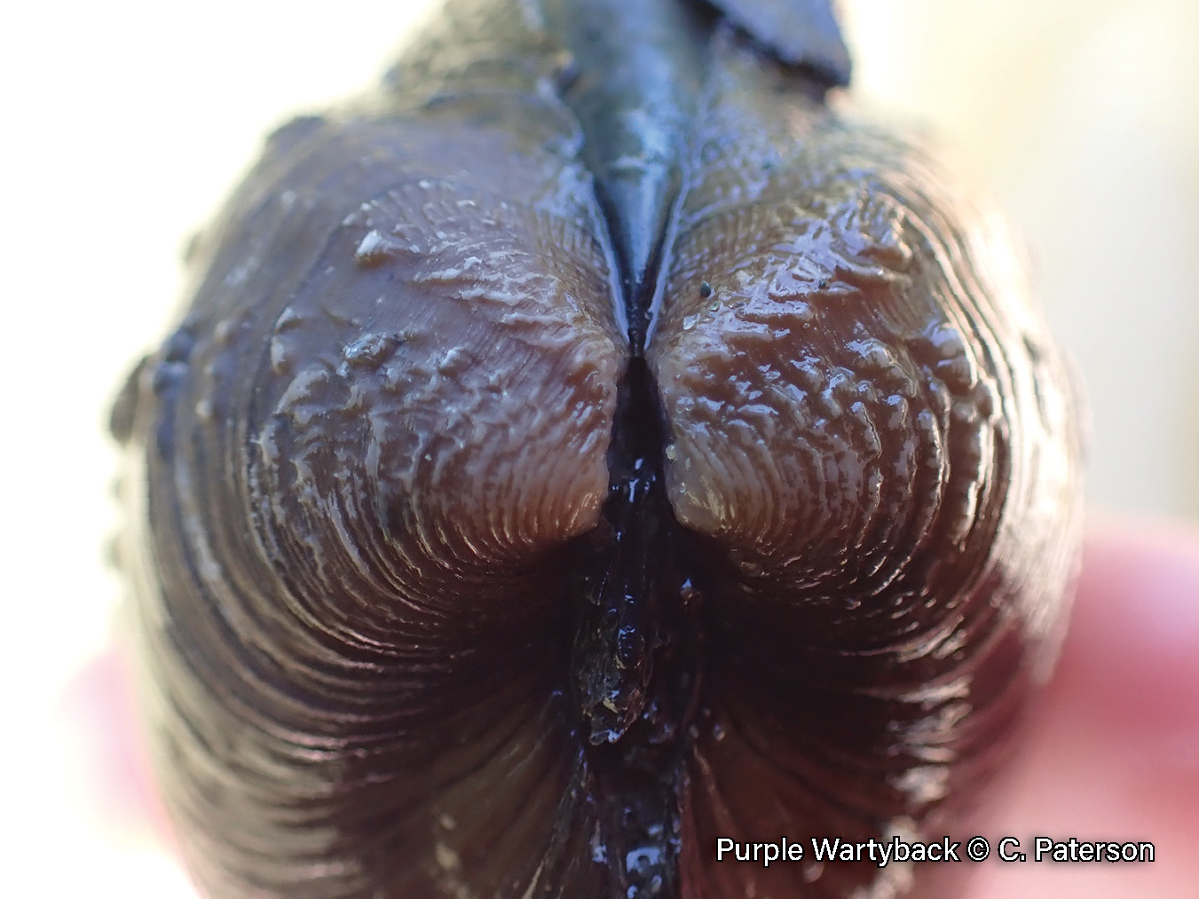 Picture of the beak structure of a purple wartyback mussel in a hand, a rich brown, medium-sized mussel that is covered in bumps. Its beak is covered in a series of fine zigzag ridges.