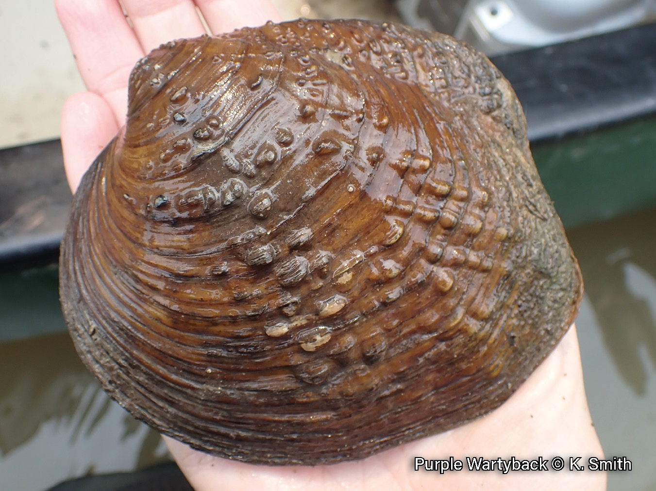 Picture of a Purple Wartyback mussel in a hand, a rich brown, medium-sized mussel that is covered in bumps