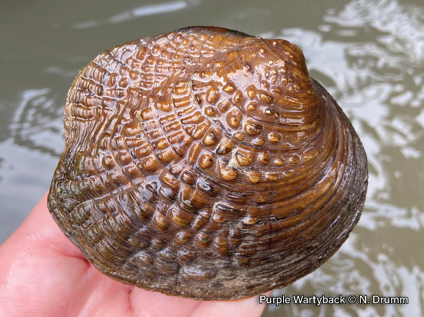 Picture of a Purple Wartyback mussel in a hand, a rich brown, medium-sized mussel that is covered in bumps