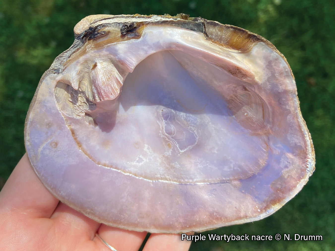 Picture of the inside shell of a purple wartyback mussel in a hand, a medium-sized mussel with a thick shell that has a purple nacre