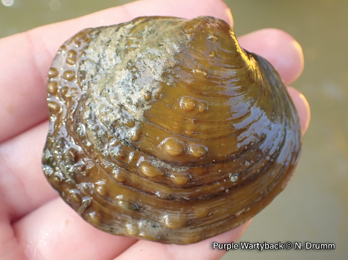 Picture of a young Purple Wartyback mussel in a hand, a yellowish-brown, medium-sized mussel that is covered in bumps