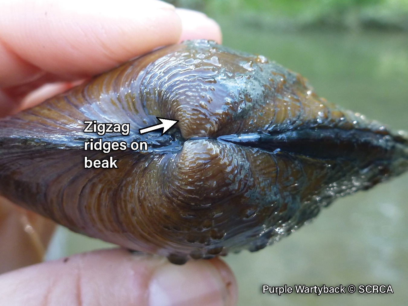 Picture of the beak structure of a purple wartyback mussel in a hand, a rich brown, medium-sized mussel that is covered in bumps. Its beak is covered in a series of fine zigzag ridges.