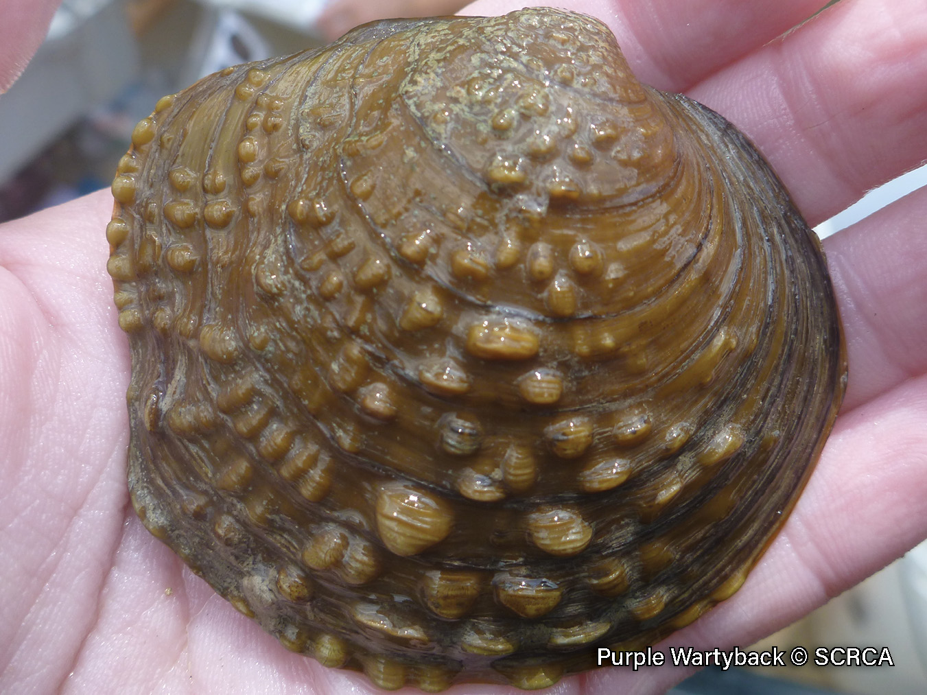 Picture of a Purple Wartyback mussel in a hand, a yellowish-brown, medium-sized mussel that is covered in bumps