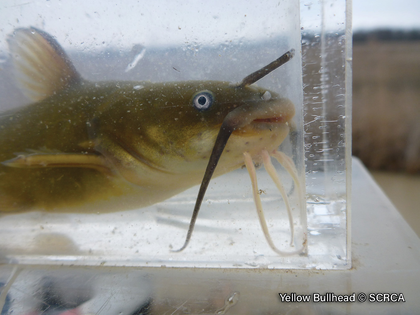 Picture of a young yellow bullhead in a viewing box, a yellowish-brown catfish with barbels