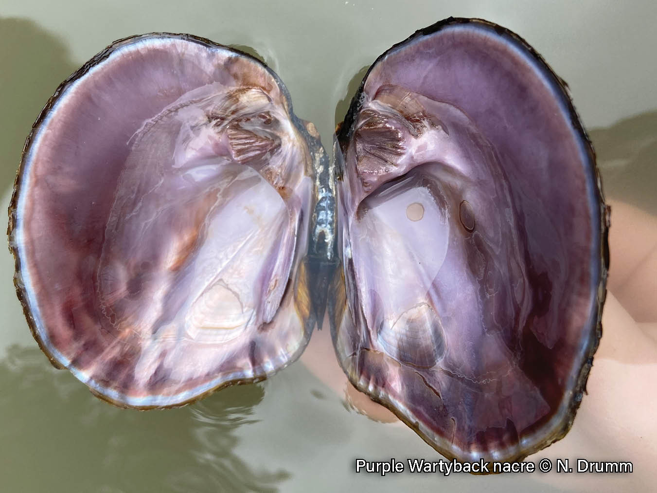 Picture of the inside shell of a purple wartyback mussel, a medium-sized mussel with a thick shell that has a purple nacre