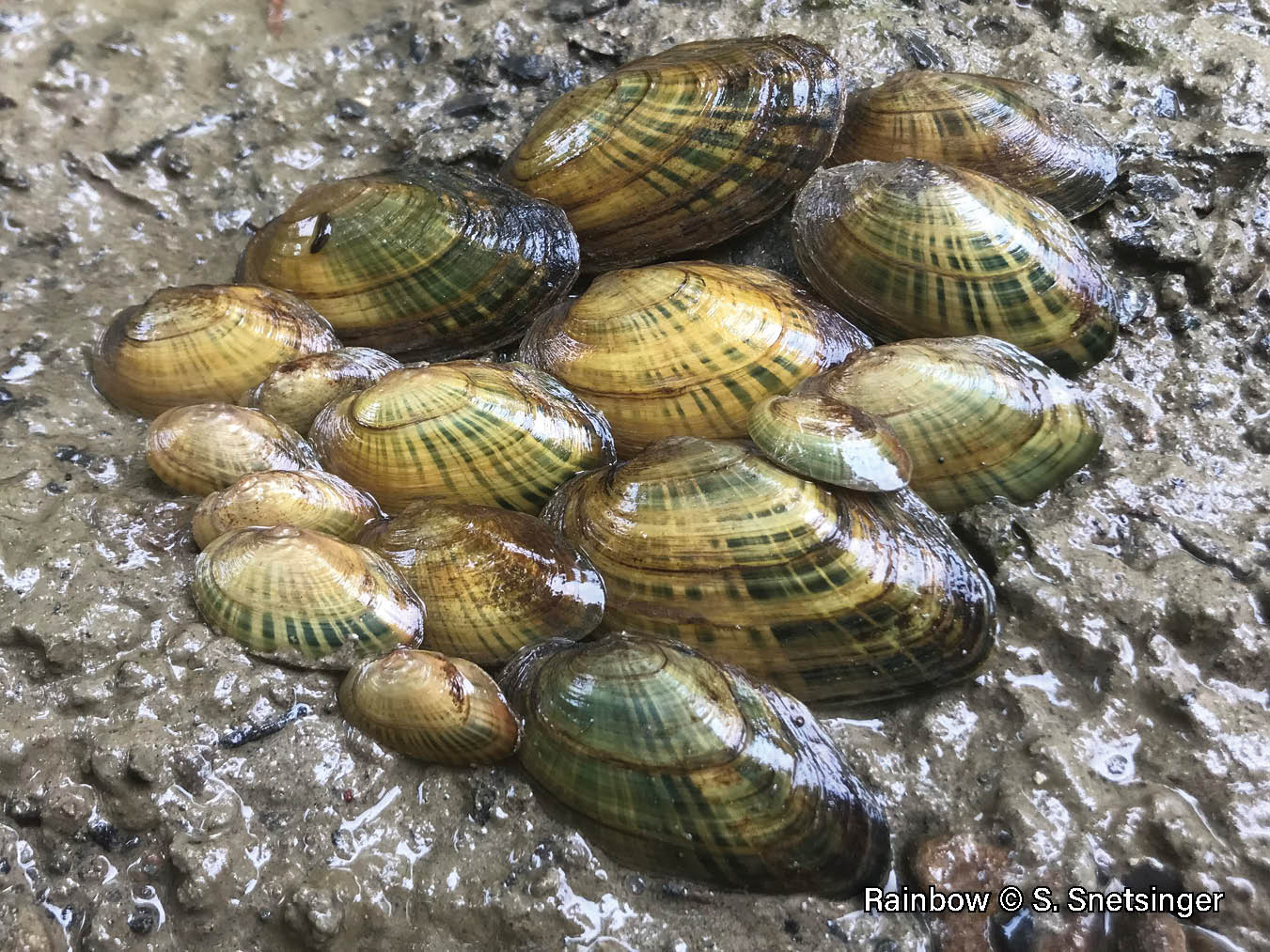 Picture of a pile of Rainbow mussels on a riverbank, they are a small, elongate, elliptical mussel with a yellowish shell that has green rays.