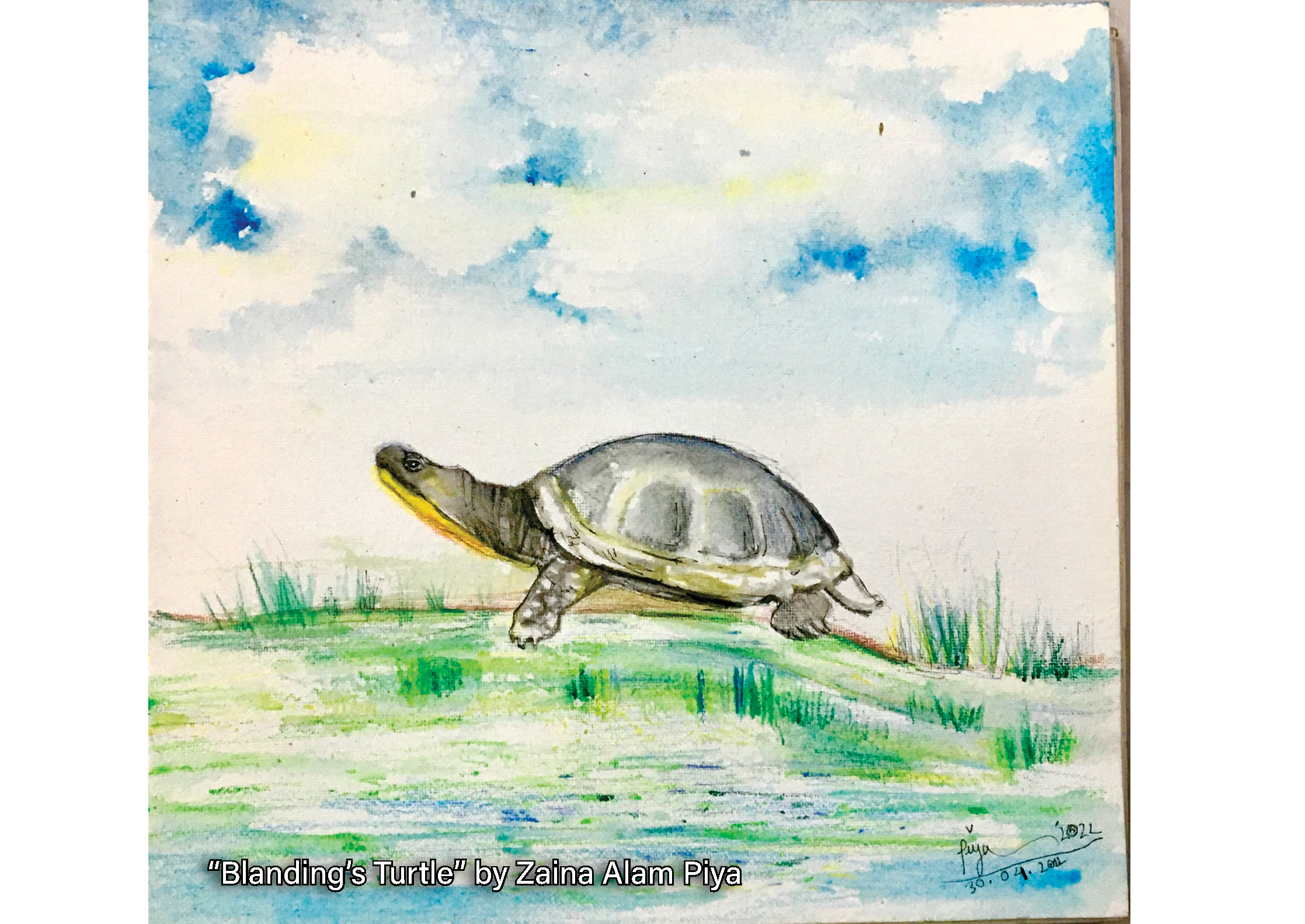 2022 AC Blandings Turtle - Z Alam Piya (2)