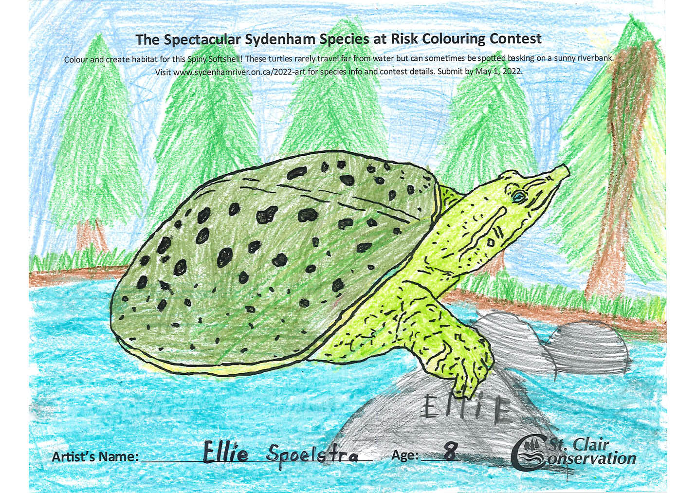 2022CC Spiny Softshell - E Spoelstra (2)