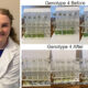 Battling Algal Blooms