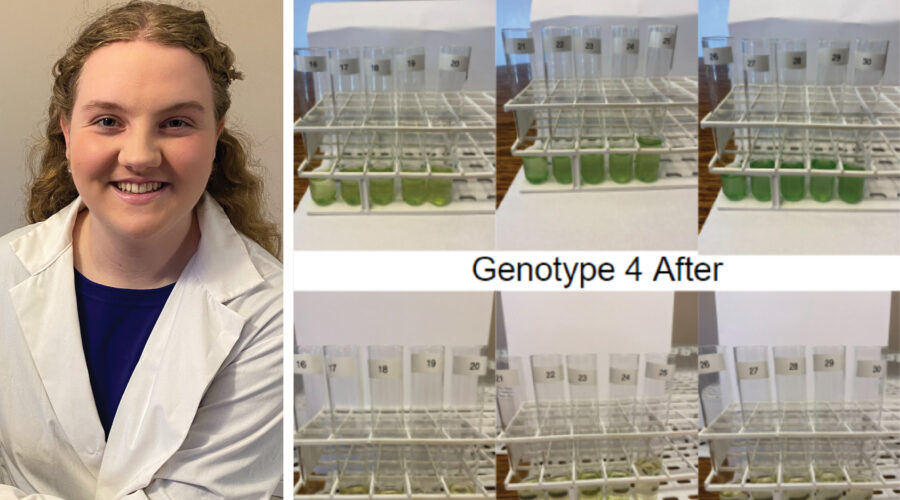 Battling Algal Blooms