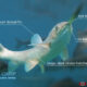 Grass Carp – Invasive Species on the Doorstep of the Great Lakes