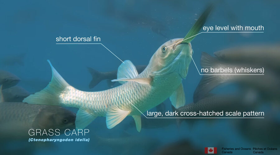 Grass Carp – Invasive Species on the Doorstep of the Great Lakes