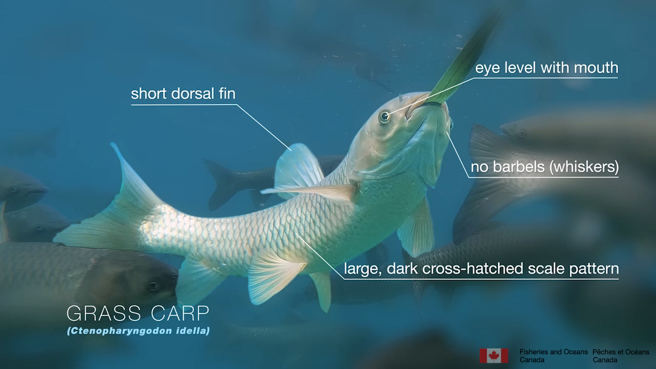 Grass Carp – Invasive Species on the Doorstep of the Great Lakes – Sydenham  River Watershed