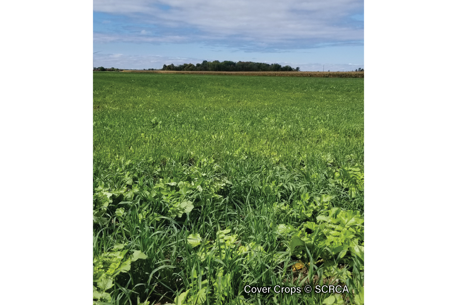 Cover-Crops-1.1