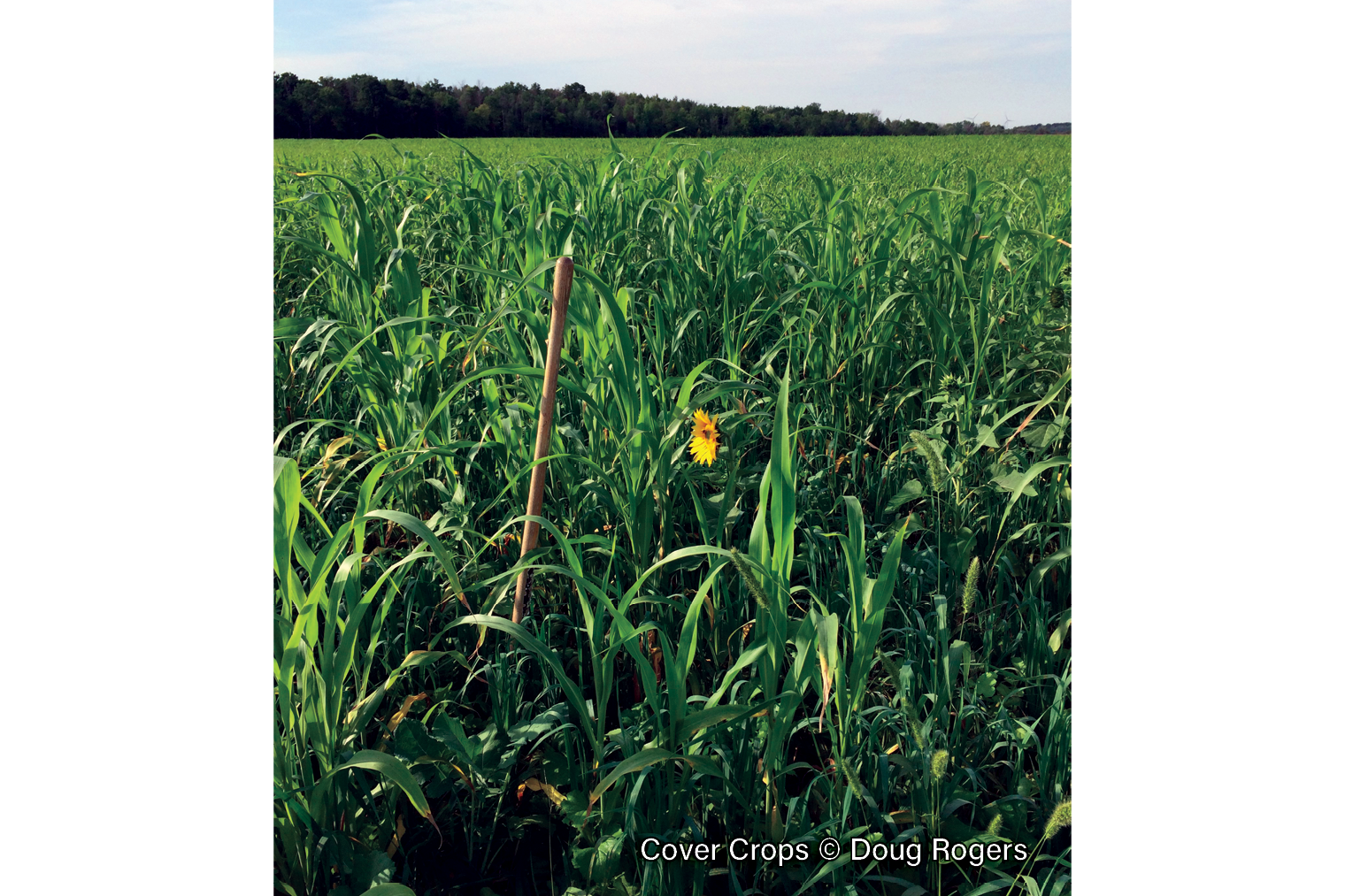 Cover-Crops-2.1