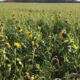 2017 SCRCA Stewardship Program Highlights
