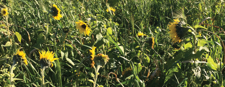 2017 SCRCA Stewardship Program Highlights