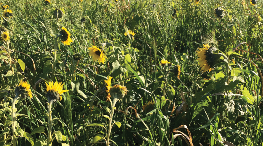 2017 SCRCA Stewardship Program Highlights