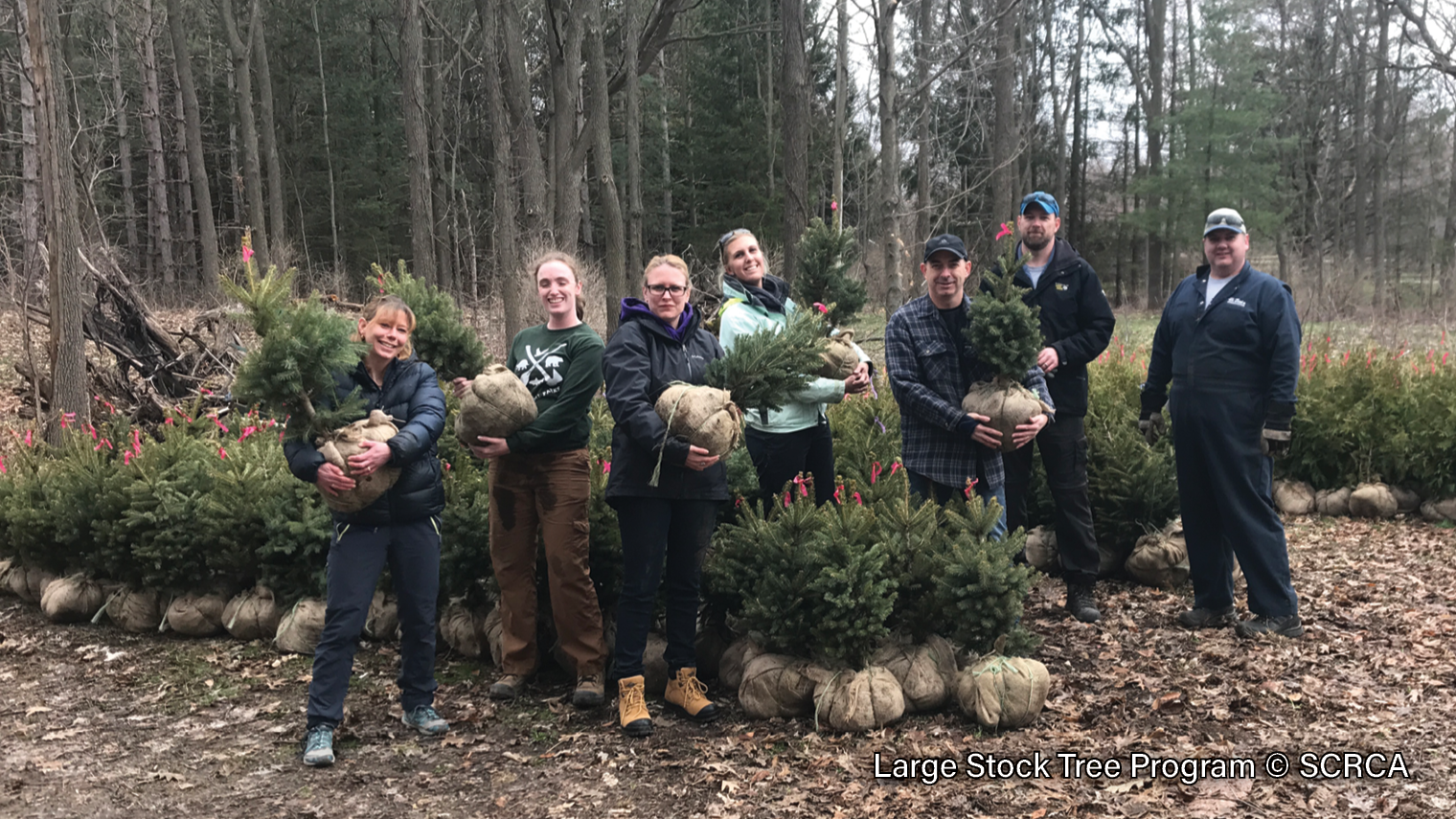 Large-Stock-Tree-Program-1