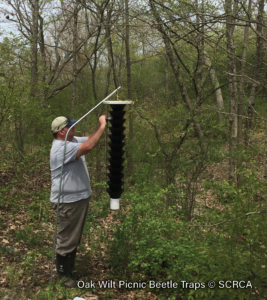 Oak-Wilt-Picnic-Beetle-Traps-1.2
