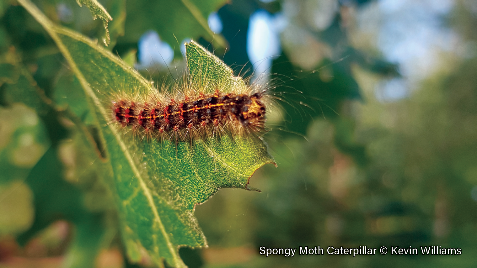 Spongy-Moth-Caterpillar-1
