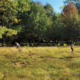 2022 SCRCA Stewardship Program Highlights