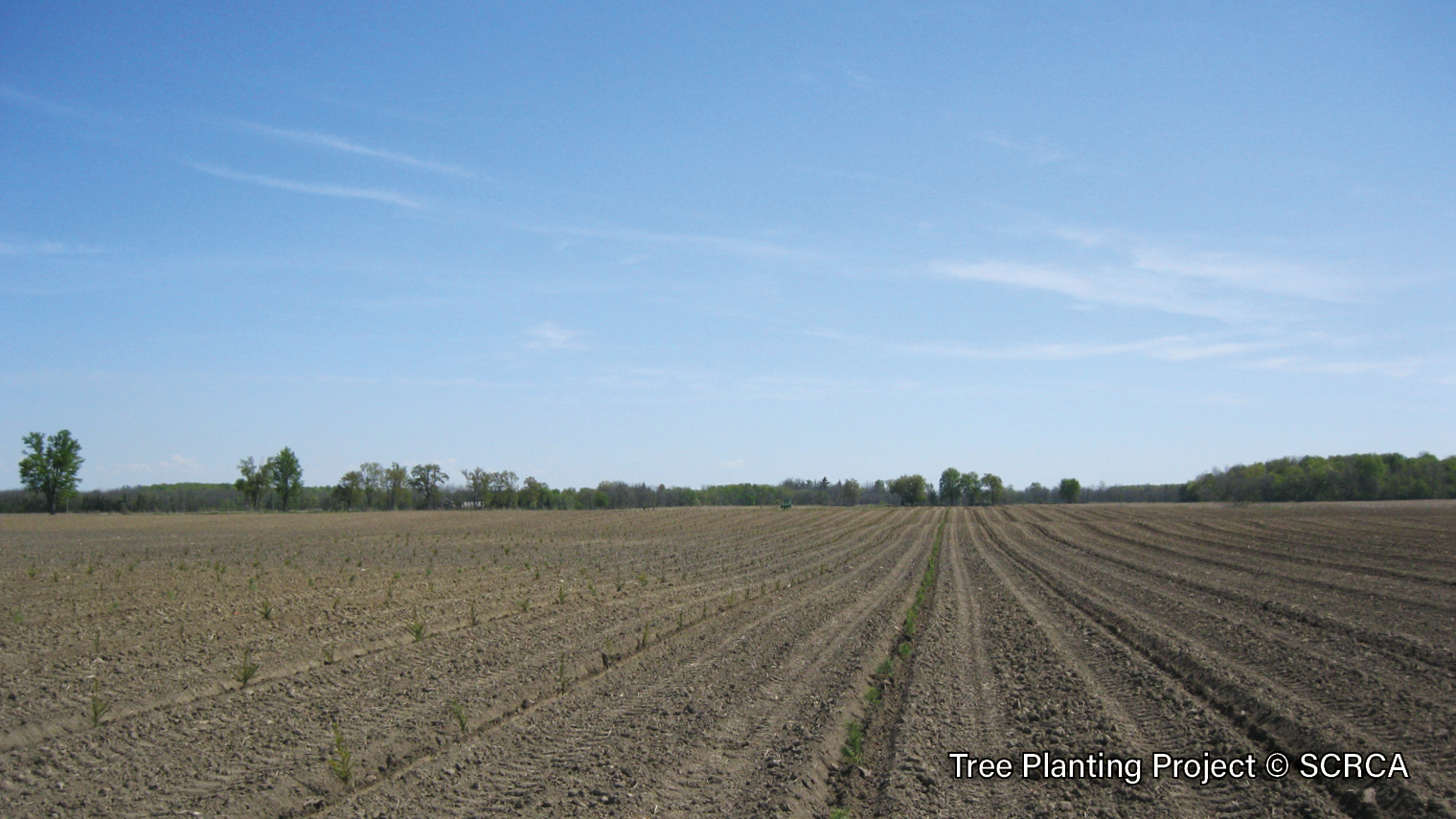Tree-Planting-3