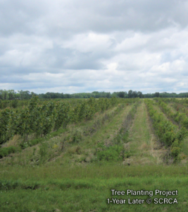 Tree-Planting-4.2