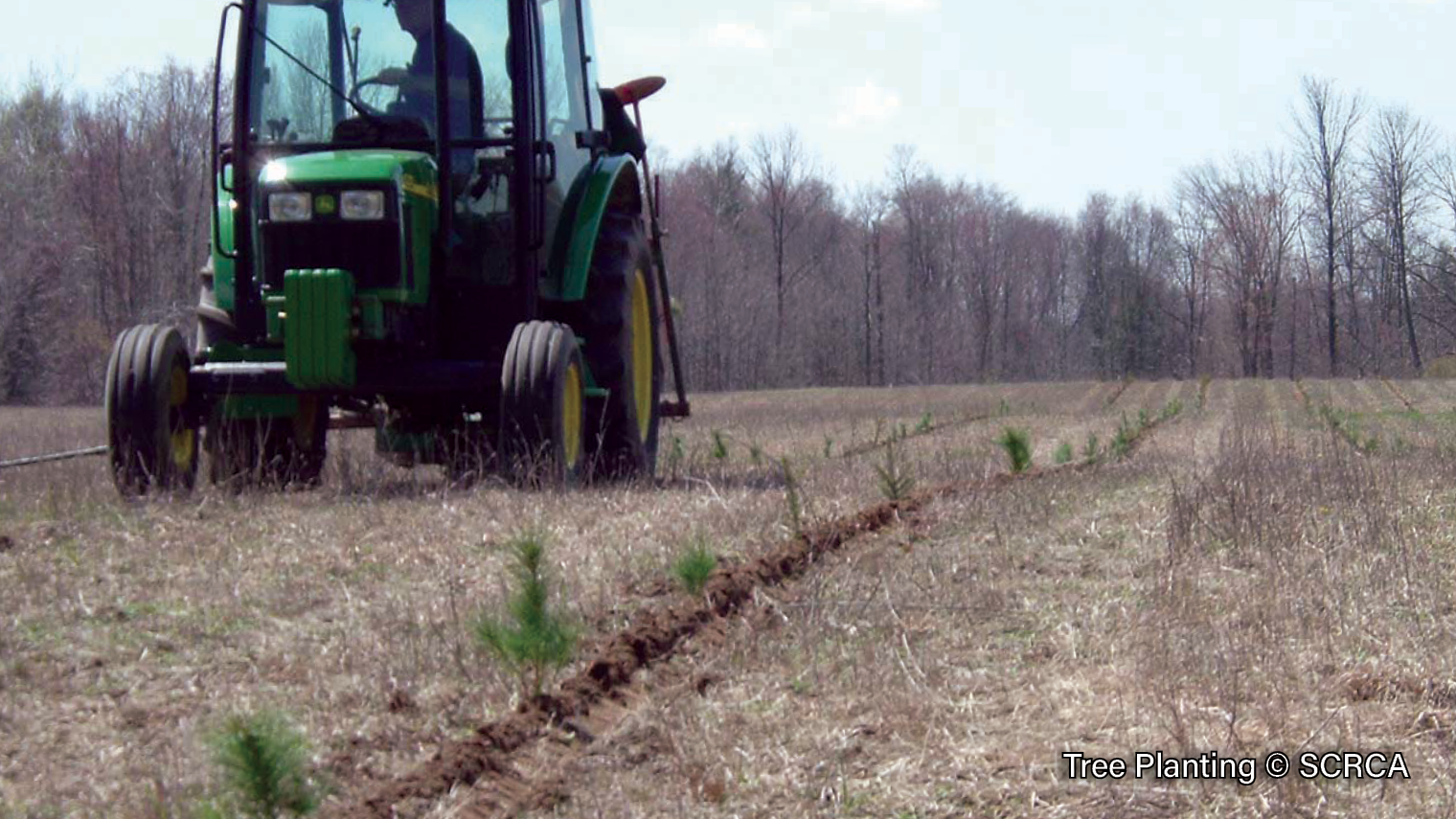 Tree-Planting-5